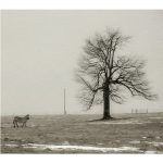 zebra & the tree