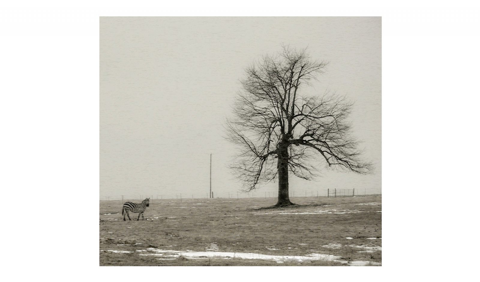 zebra & the tree