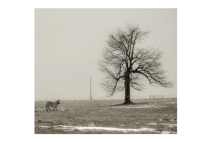 zebra & the tree