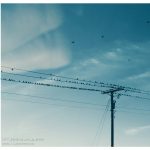 157_biRds