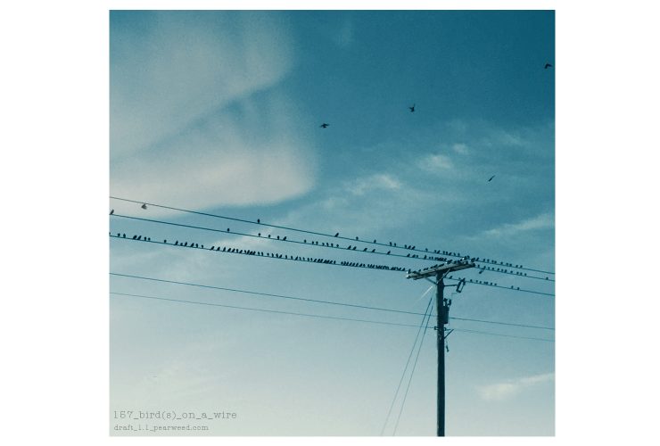 157_biRds